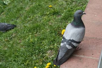 wild grey pigeon in the park
