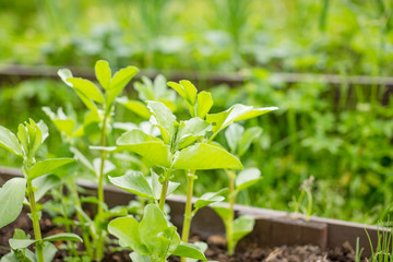 In the soil green pea sprout shoots.Green shoots in the garden. Seedling growing out of dark...