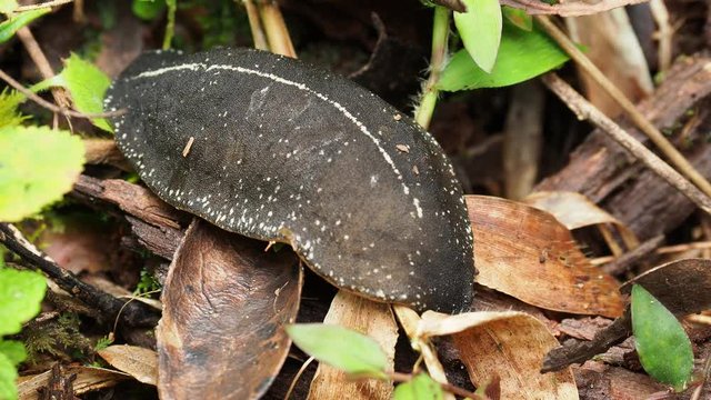 Endemic Cuban Steak Slug (Veronicella tenax), Sierra Maestra, Granma Province, Cuba
