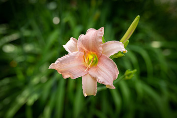 A single pink lily blooming in the garden
