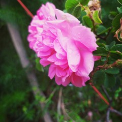 pink flower in the garden