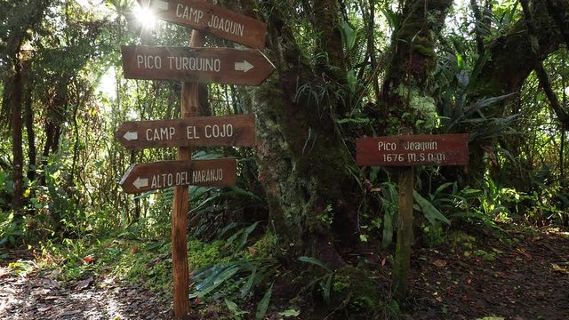 Pico Joaquin, trail to Pico Turquino, Sierra Maestra, Granma Province, Cuba