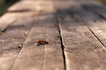 Fototapeta premium Autumn fallen yellow leaves of trees on a wooden floor. Autumn mood