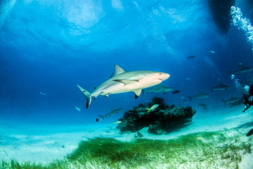 Fototapeta premium Caribbean reef shark at the Bahamas