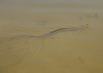 Fototapeta na wymiar Ringed or water snake with a yellow collar and forked tongue to pick up the scent of nearby prey in the River Inhul, Ukraine