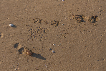 Obraz premium The remains of a crab eaten by a seagull. Sand Texture. Background from fine sand. Sand background. Traces of a seagull