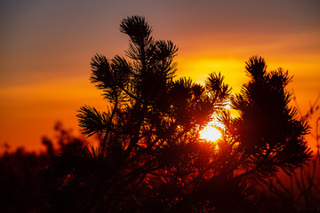 pine tree sunrise