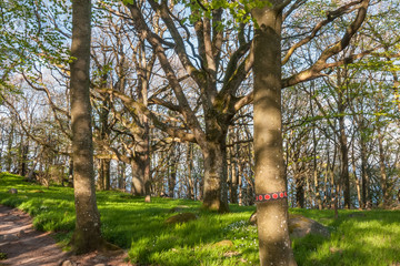 Old tree with sprawling branches. Central Sweden