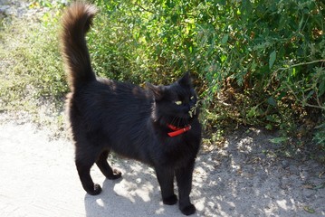 a big black cat with a red collar stands on the gray sand of the road and eats a stem of green grass outside on a sunny summer day