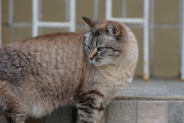 one big brown cat stands on the street and looks away