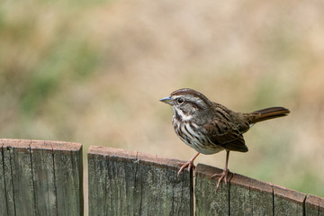 Small Bird Perched on Fench