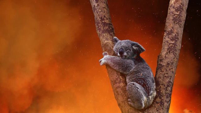 Koala Bear In Tree Caught In The Fire