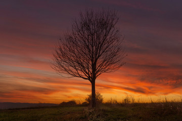 single lonely tree in the sunset