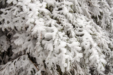 schneebedeckter Nadelbaum im Januar