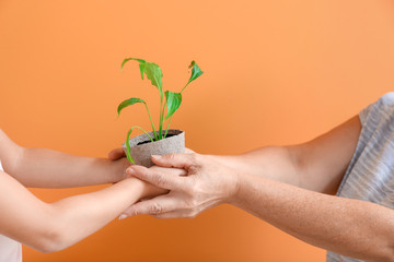 Hands of grandmother and little girl with young plant in pot on color background