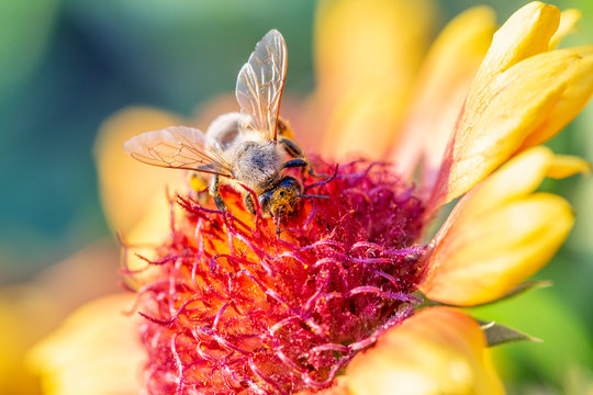 Honey bee under collecting pollen from marigold