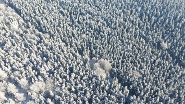 Aerial view of white spruce trees covered in fresh snow on sunny winter day in mountain, Liberec, Czech Republic