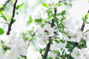 blooming flowers on tree branches close up