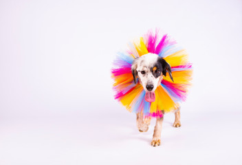Portrait walking of white crossbreed dog with multicolored collar on white background