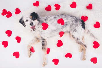 Fototapeta na wymiar Portrait of dog lying surrounded by hearts for Valentines Day, zenith view.