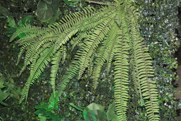 fern in forest