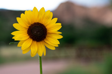 sunflower at garden of the gods