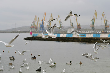 Flock of gulls, ducks, swans and doves on a cloudy day on the black sea coast 
