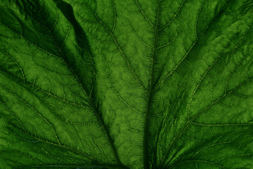 texture of green leaf