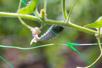 Young plant cucumber on agrofibre