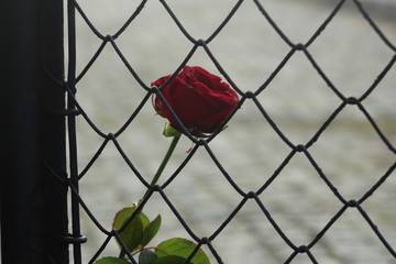 Rosa atrapada