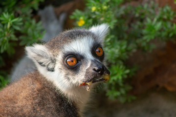 Lemur eating