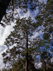 Longleaf Pine Standing Tall
