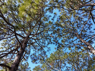 Longleaf Pines Reaching for the Sky