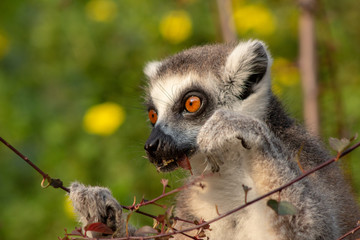 Lemur eating