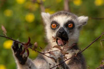 Lemur eating