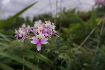 Beautiful orchids in the garden