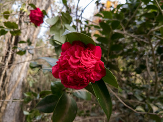 Double Camellia
