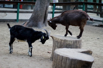 young goats butt for a stump