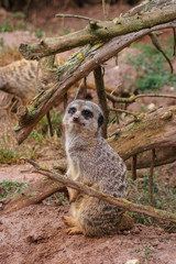 Fototapeta premium A cute meerkat on guard