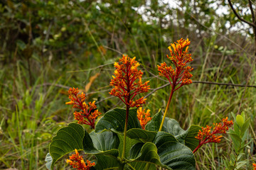 plantas e flores do serrado brasileiro