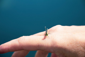 dragon fly on finger