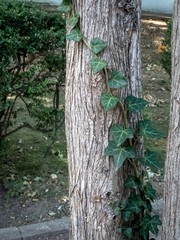 Green ivy creeps along a tree trunk.