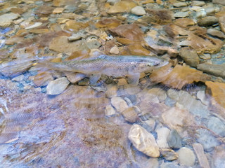 Wild brown trout, Salmo trutta, swimming in a river small stream in clean shallow water.