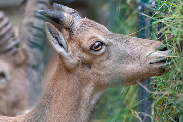 Dresden ZOO