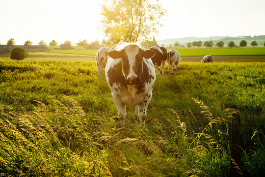 Belgian blue cow looks at camera in the green meadows open at sunset