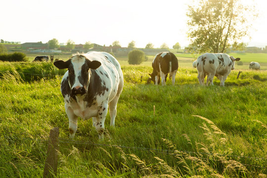 Herd of belgian blue cows graze on the open green meadows at sunset and one of them looks at camera