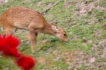Dresden ZOO