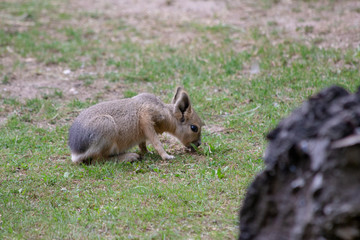 Cute small mammal - Dresden ZOO