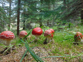 Muchomor Czerwony © Adrian