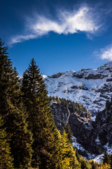 Obraz premium colorful green and yellow forest in front of an impressive snow covered mountain range in the swiss alps